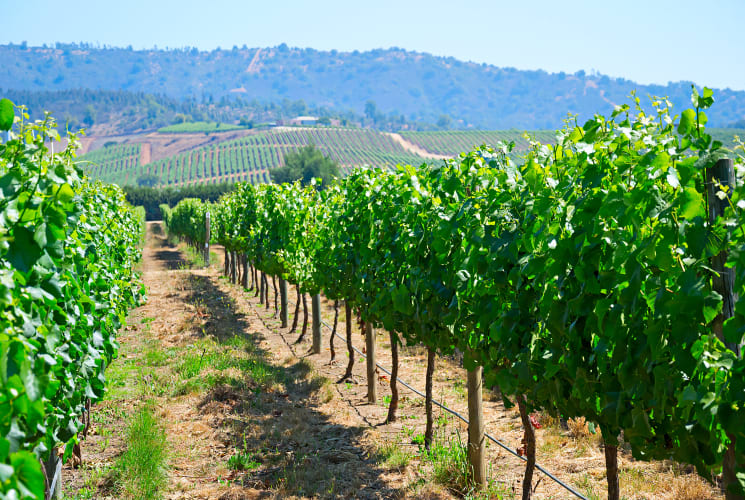 A vineyard in Chile.