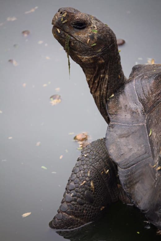 A turtle in the Galapagos Islands.