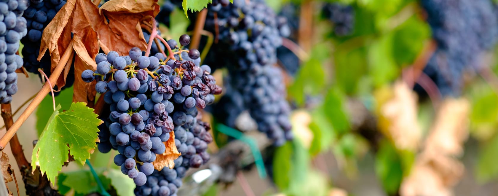 Wine region near Florence, Italy.