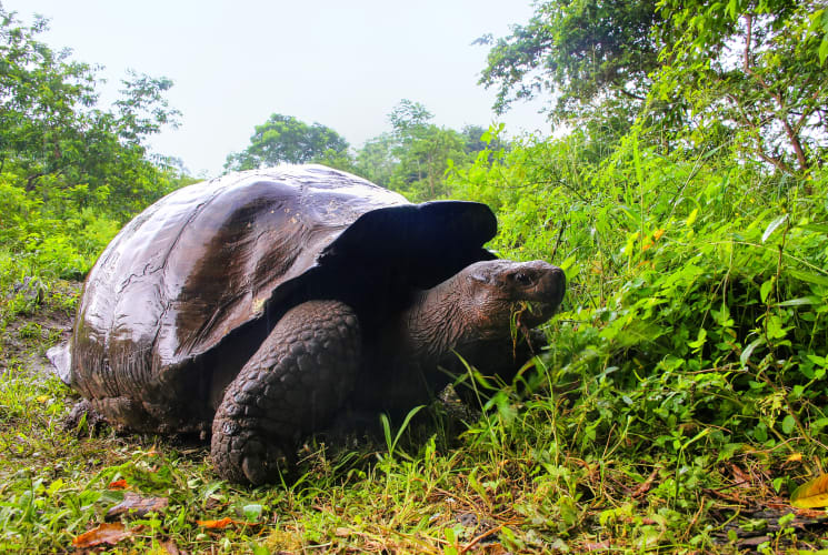 A turtle walking through grass.