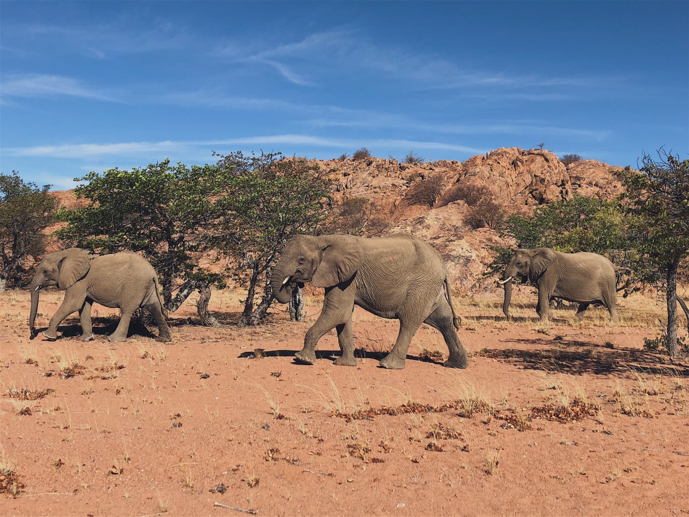 Elephants in South Africa.